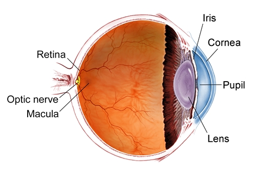 Retina Health Information - Patients - The American Society of