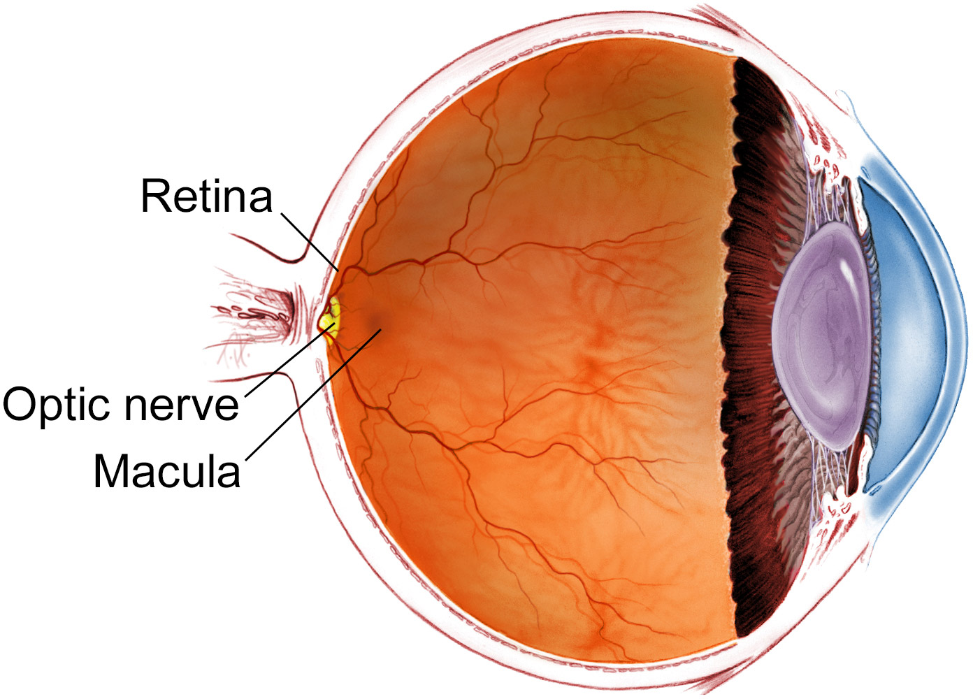 RETINA HOSPITAL